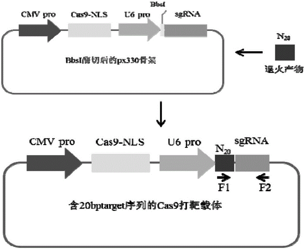 CD28 gene overexpression vector and application thereof
