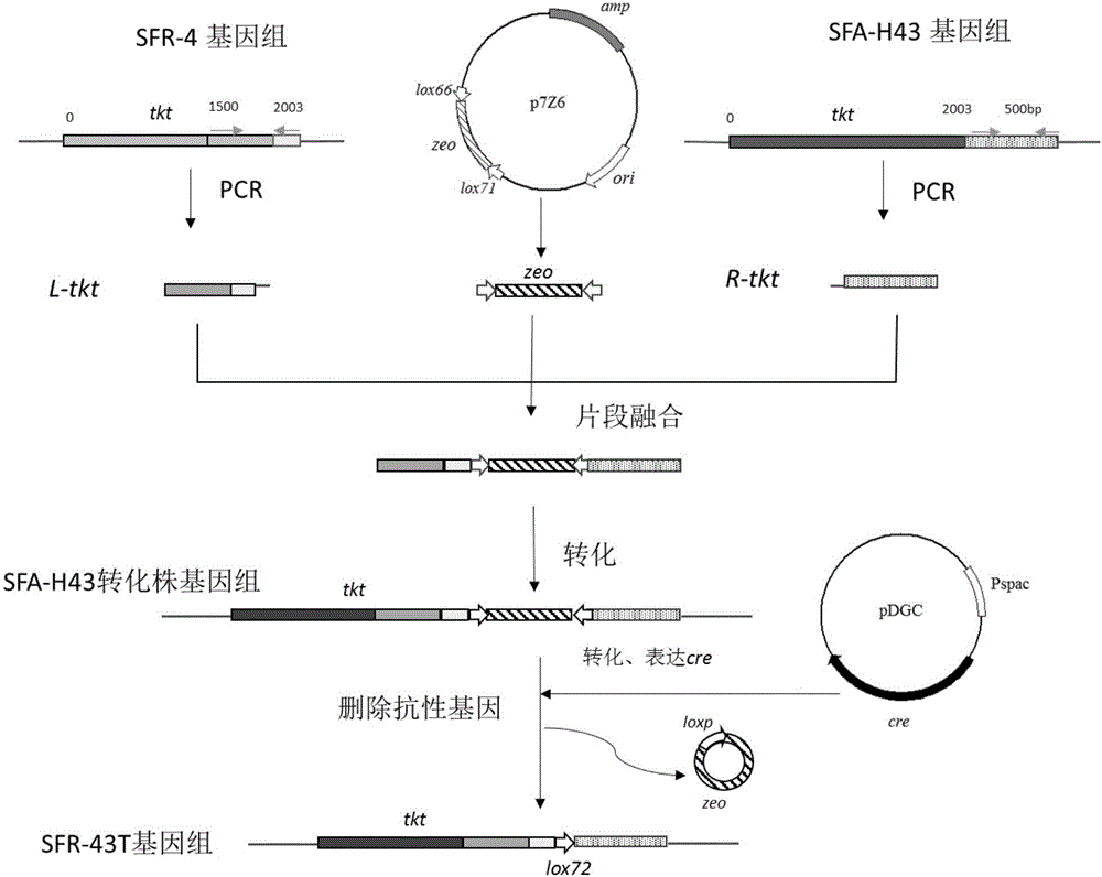 Method for producing D-ribose at high yield by using bacillus subtilis engineering bacterium