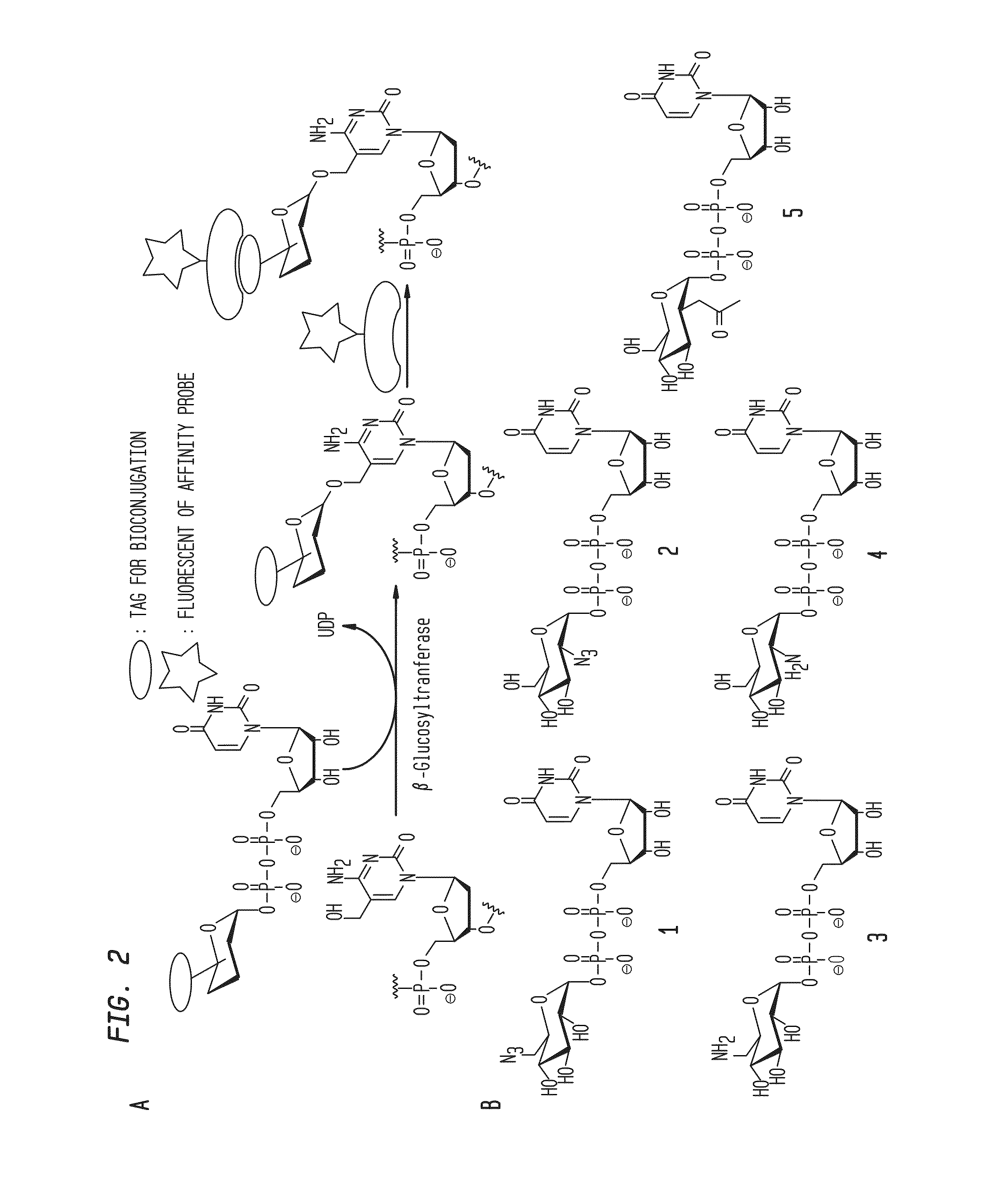 Compositions and Methods for the Transfer of a Hexosamine to a Modified Nucleotide in a Nucleic Acid