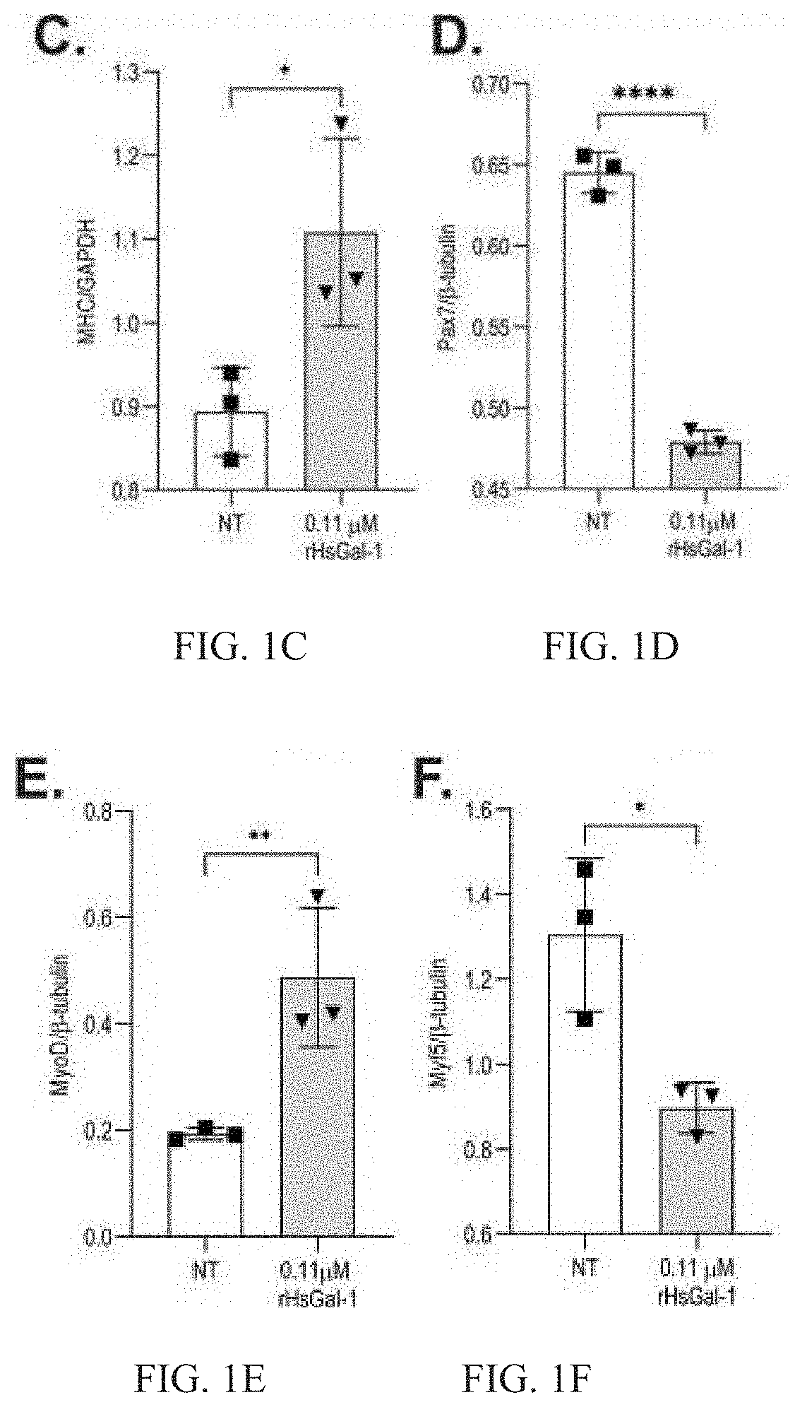 Galectin-1 immunomodulation and myogenic improvements in muscle diseases and autoimmune disorders