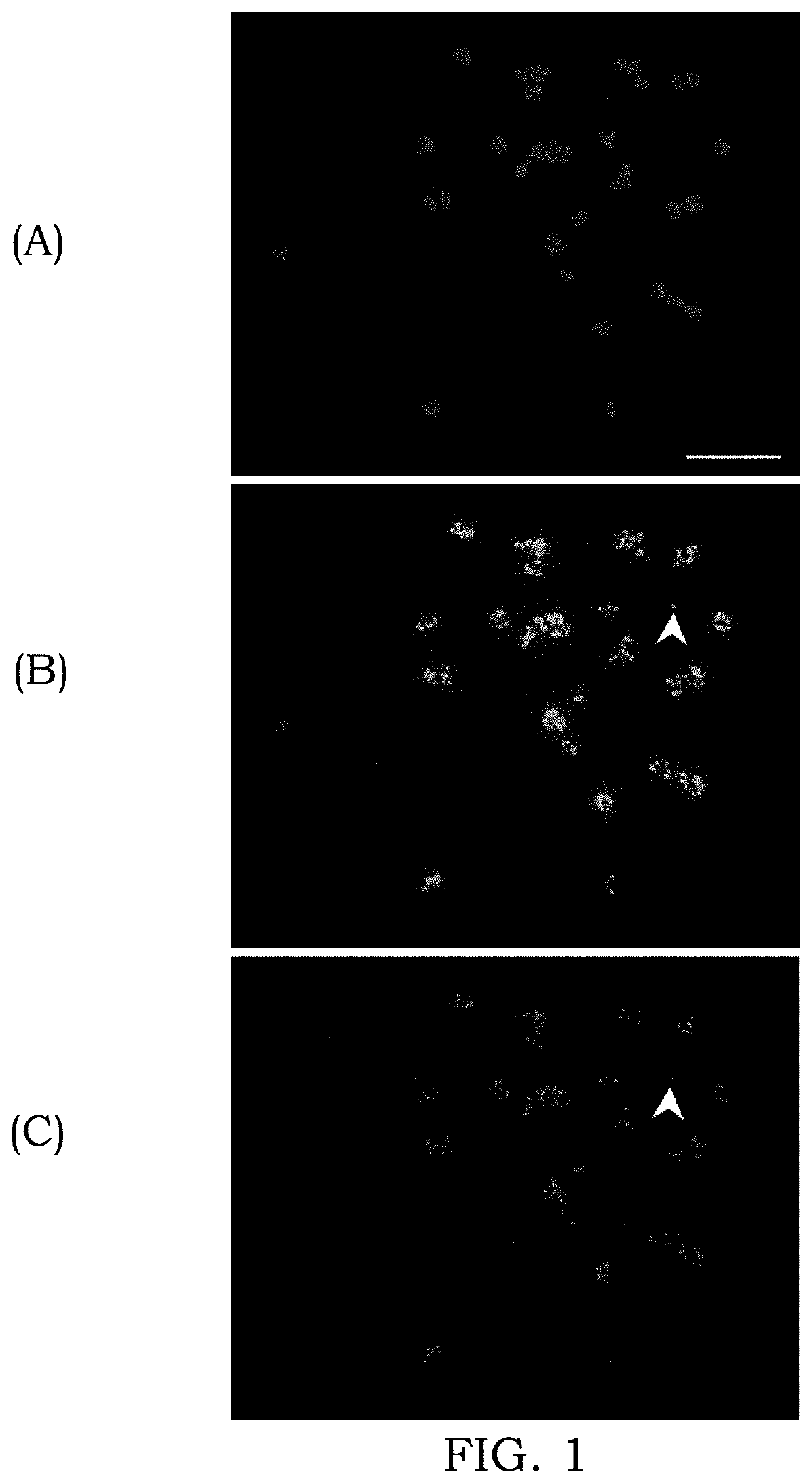 Extra-chromosomal circular dna-mediated engineering of plant traits