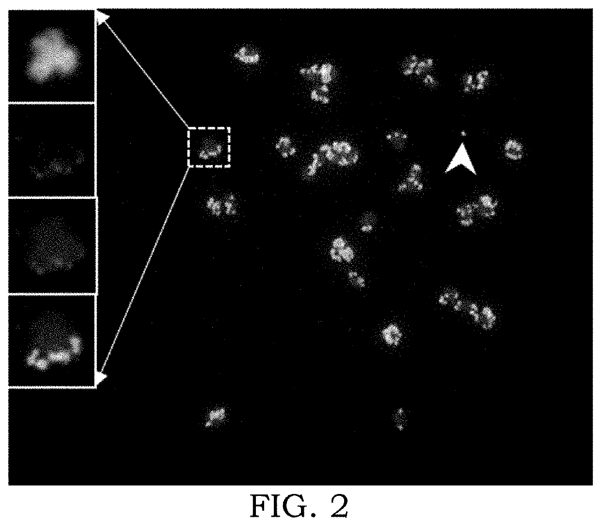 Extra-chromosomal circular dna-mediated engineering of plant traits