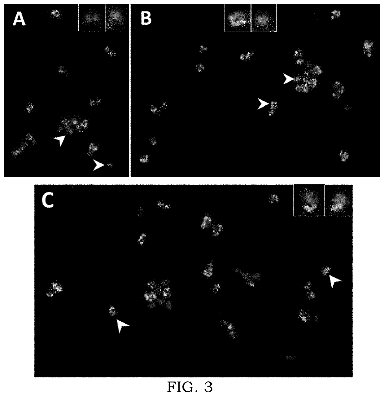 Extra-chromosomal circular dna-mediated engineering of plant traits