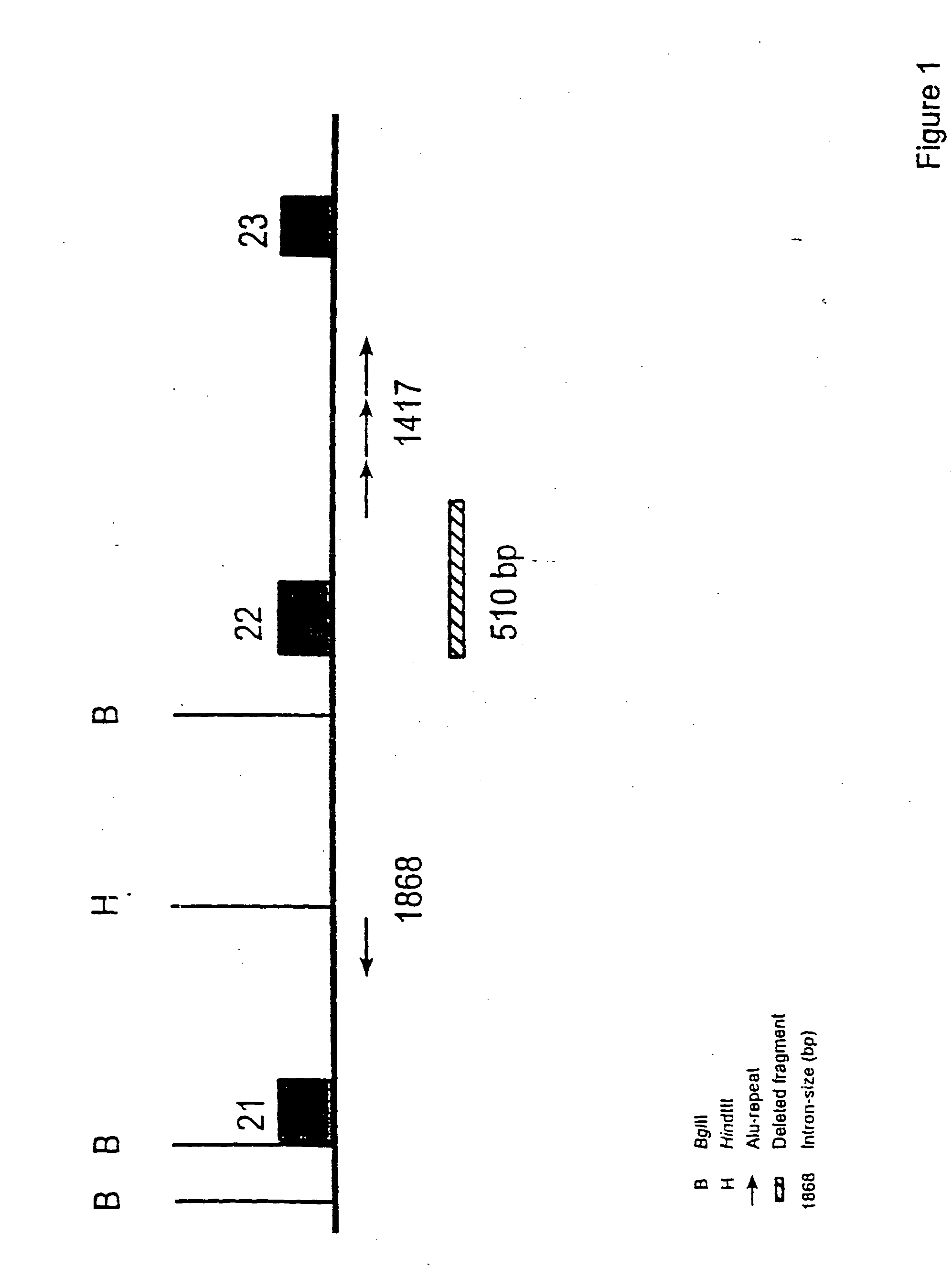 Diagnostic test kit for determining a predisposition for breast and ovarian cancer, materials and methods for such determination