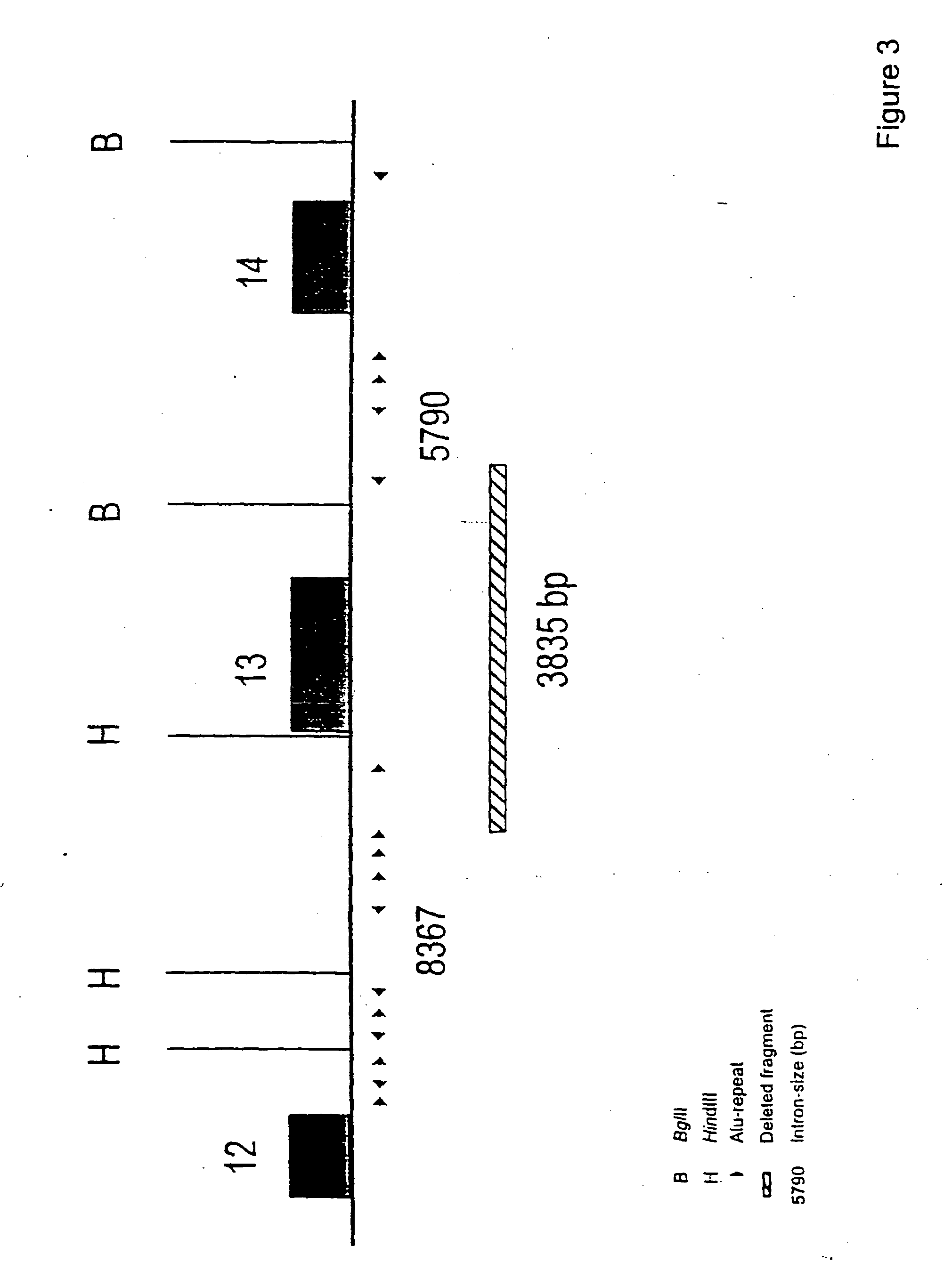 Diagnostic test kit for determining a predisposition for breast and ovarian cancer, materials and methods for such determination