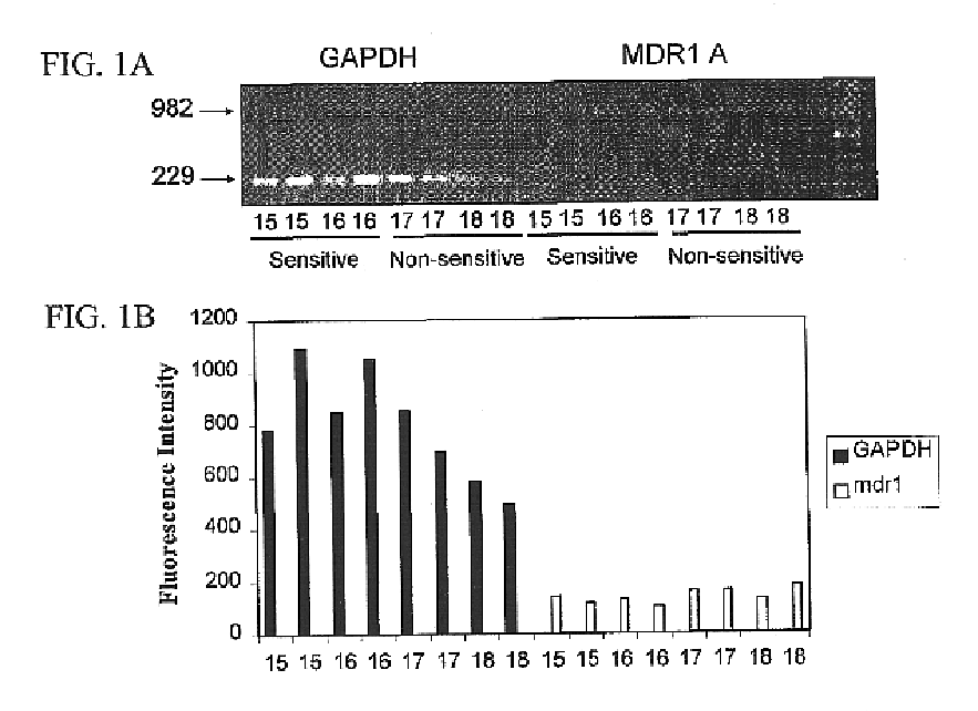 Method of detecting ivermectin sensitivity in a canine subject by identifying a mutation in a mdr1-encoding sequence