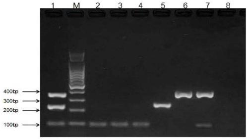 Multiplex PCR detection kit and identification method for mouse meat, goat meat and mutton