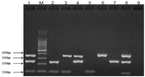 Multiplex PCR detection kit and identification method for mouse meat, goat meat and mutton