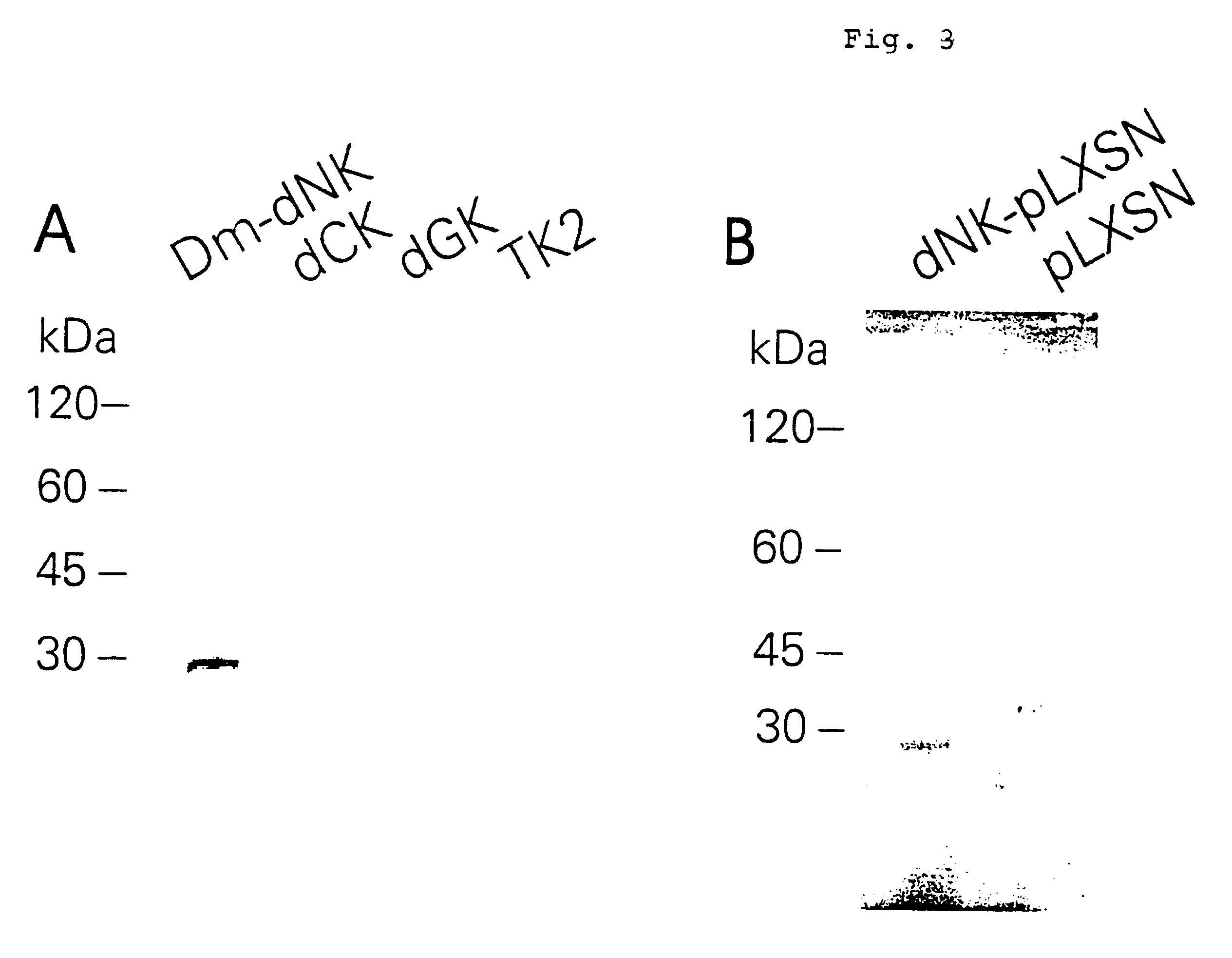 Medical use of gene and vector encoding a multisubstrate deoxyribonucleoside kinase
