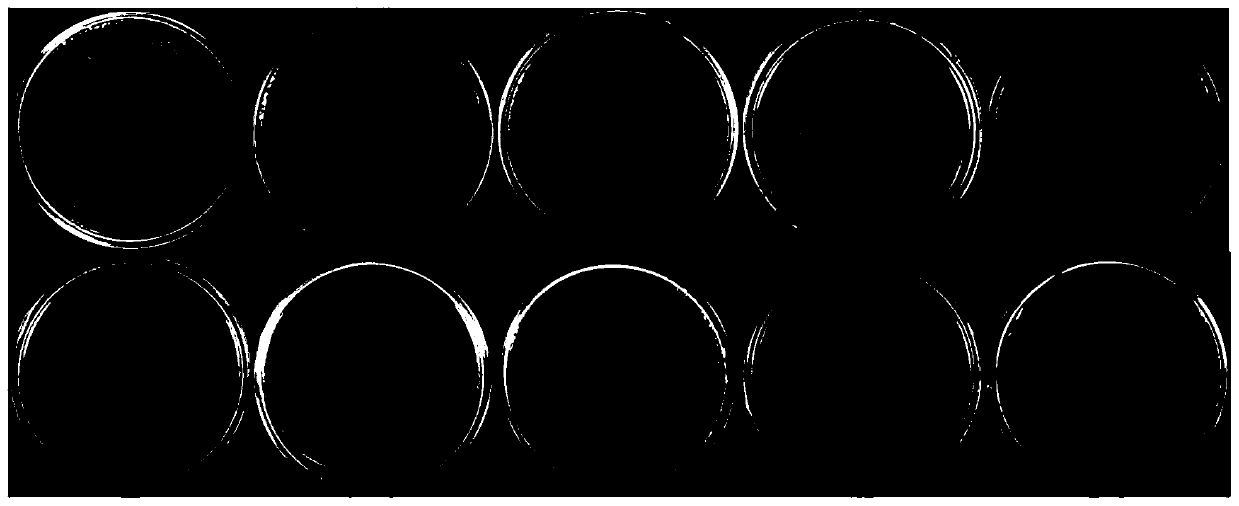 A kind of lysobacterium that antagonizes Xanthomonas oryzae and its isolation method and application