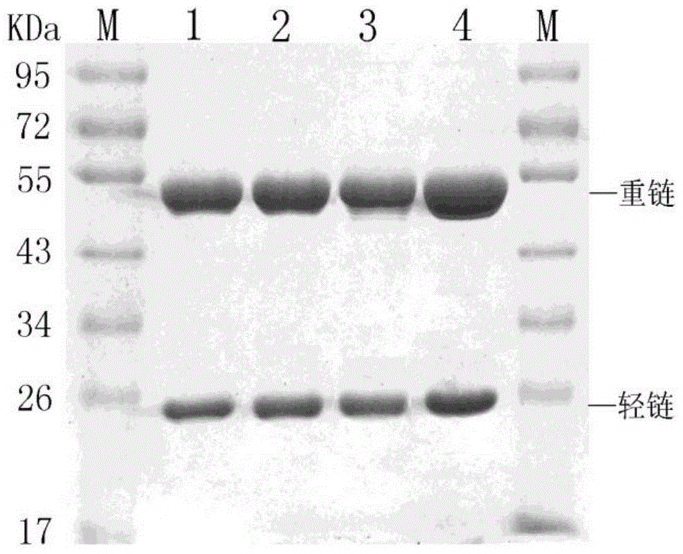 Immune colloidal gold test strips for detection of fruit spot fungus and its monoclonal antibody and hybridoma cell line