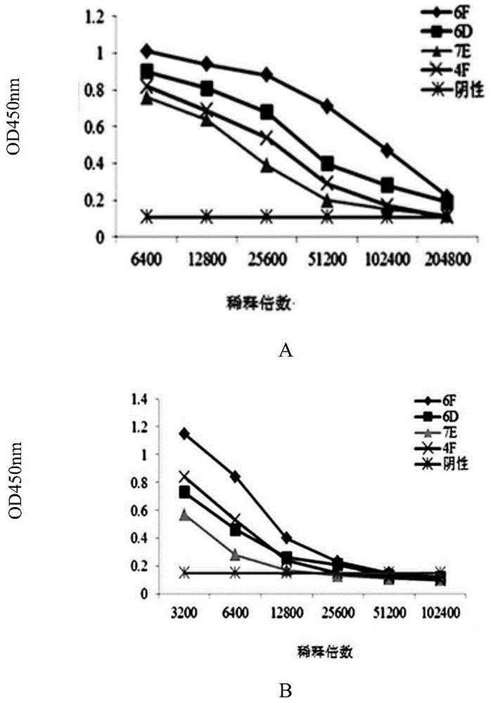 Immune colloidal gold test strips for detection of fruit spot fungus and its monoclonal antibody and hybridoma cell line