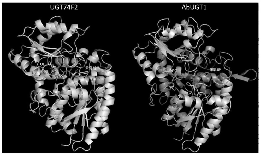 Application of arabidopsis thaliana UGT74F2 in catalyzing phenyllactic acid to synthesize phenyllactoyl glucose