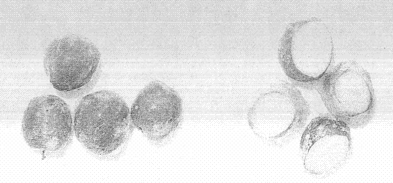 Method for storing and refreshing fruits through ozone ice film