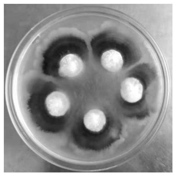 Cotton verticillium wilt disease phenotype identification method