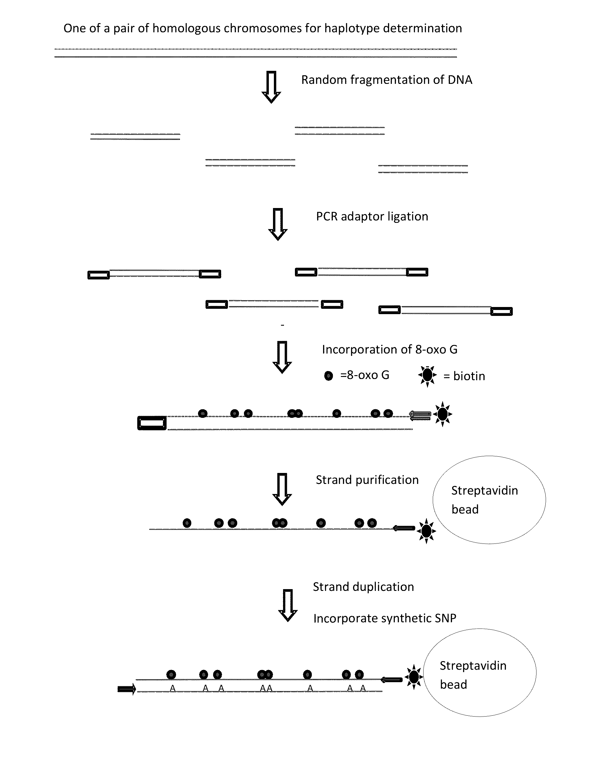 Methods and systems for determining haplotypes and phasing of haplotypes