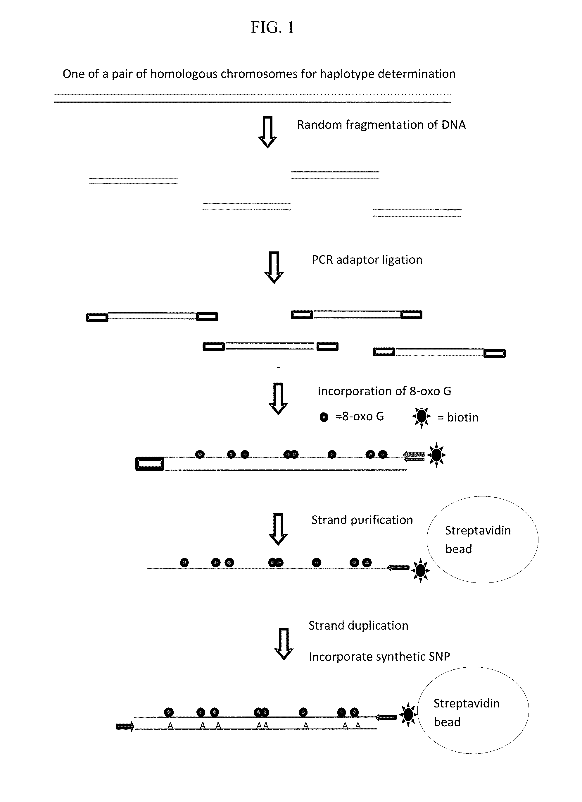 Methods and systems for determining haplotypes and phasing of haplotypes
