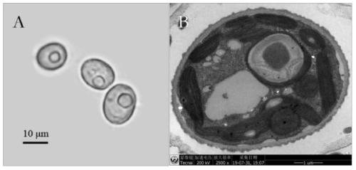 A strain of Oleococcus graesiella sp.WBG-1 and its isolation and screening method and application