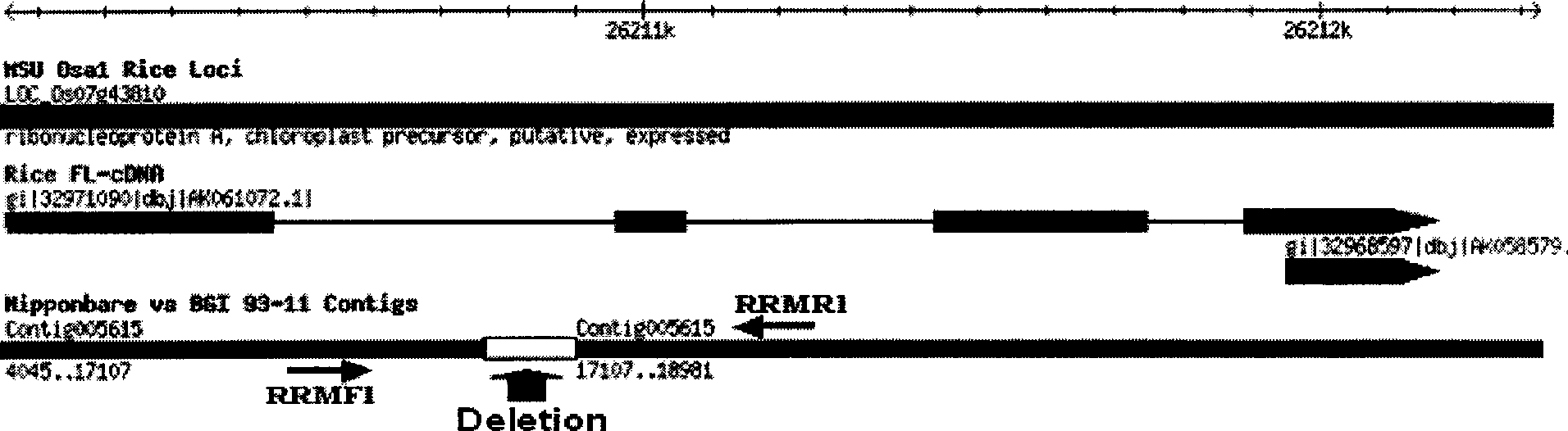 Method for assistantly screening indica-type rice and japonica rice, and special primer therefor