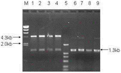 Prawn Y-organ 7,8-dehydrogenase gene and application thereof
