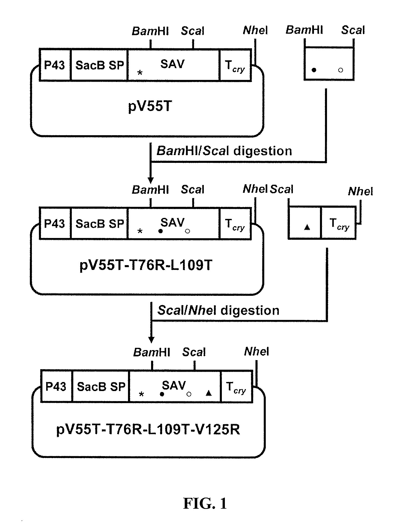 Monomeric streptavidin muteins