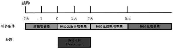 Method for efficiently inducing human cells to be reprogrammed into neuronal cells