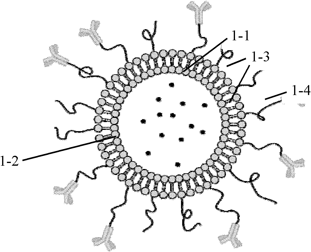 Endoglin antibody coupled liposome as well as preparation method and application thereof