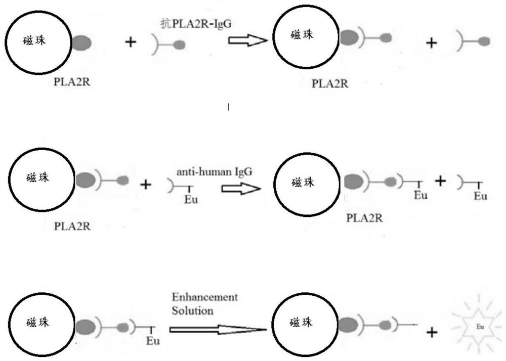 Immunoassay kit for detecting M-type phospholipase A2 receptor-IgG as well as preparation method and detection method of immunoassay kit