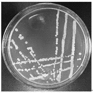 Saccharomyces cerevisiae and method for applying same to brewing baijiu with flos chrysanthemi flavor