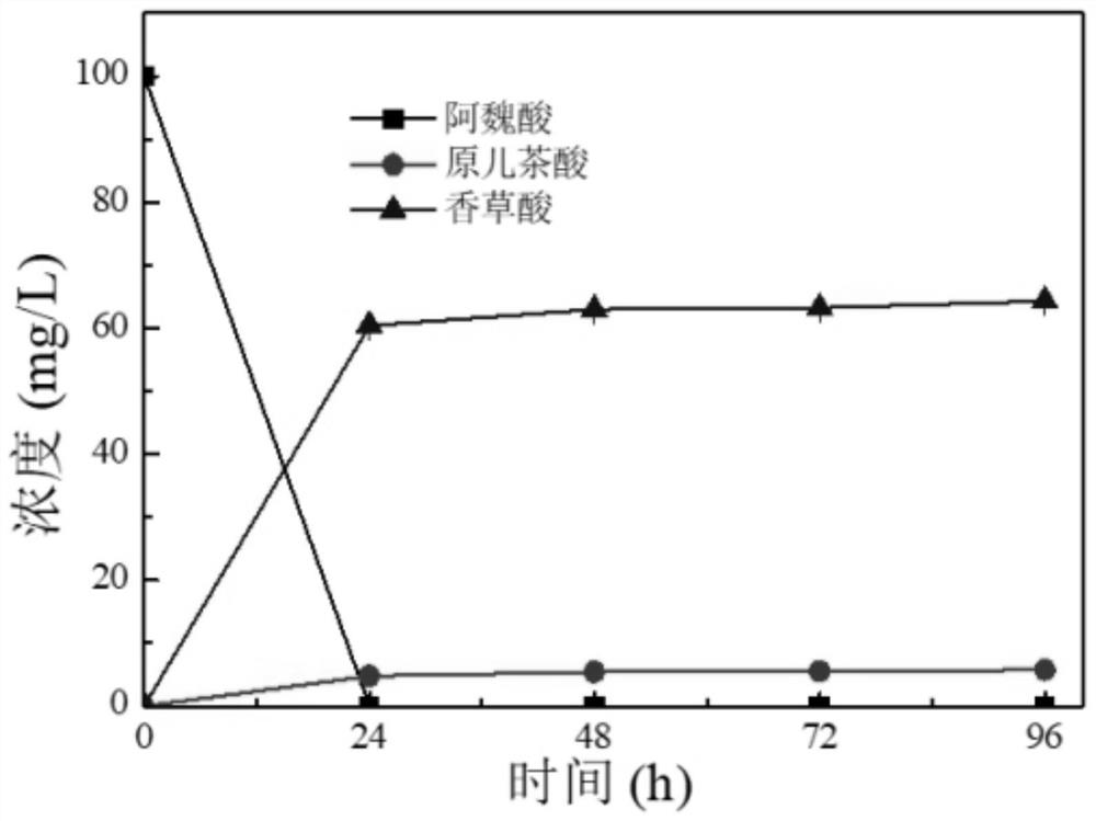 Saccharomyces cerevisiae engineering bacteria and application thereof in preparation of protocatechuic acid