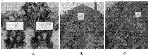 Production and application methods for functional biological organic fertilizer with disease-resistant growth-promoting effects