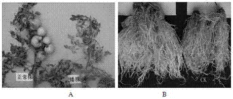 Production and application methods for functional biological organic fertilizer with disease-resistant growth-promoting effects