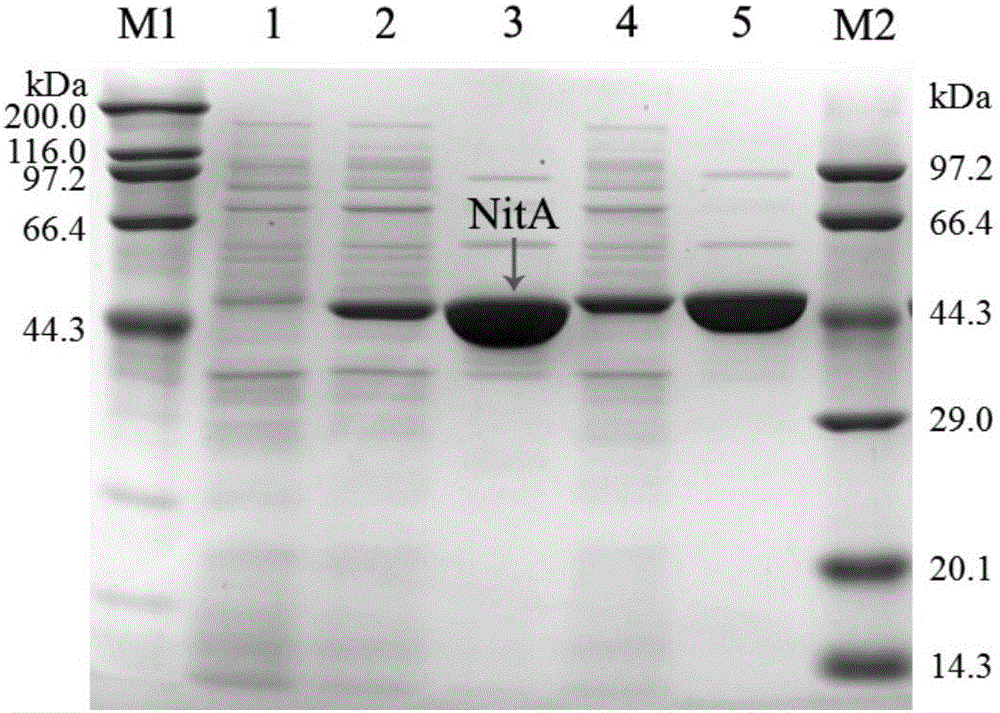Nitrilase mutant and application thereof in preparation of nicotinic acid