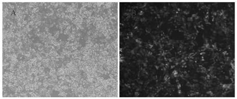 Construction of cell strain capable of stably expressing porcine circovirus type 2 ORF3 protein and application thereof