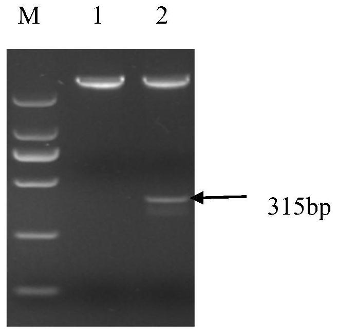 Construction of cell strain capable of stably expressing porcine circovirus type 2 ORF3 protein and application thereof