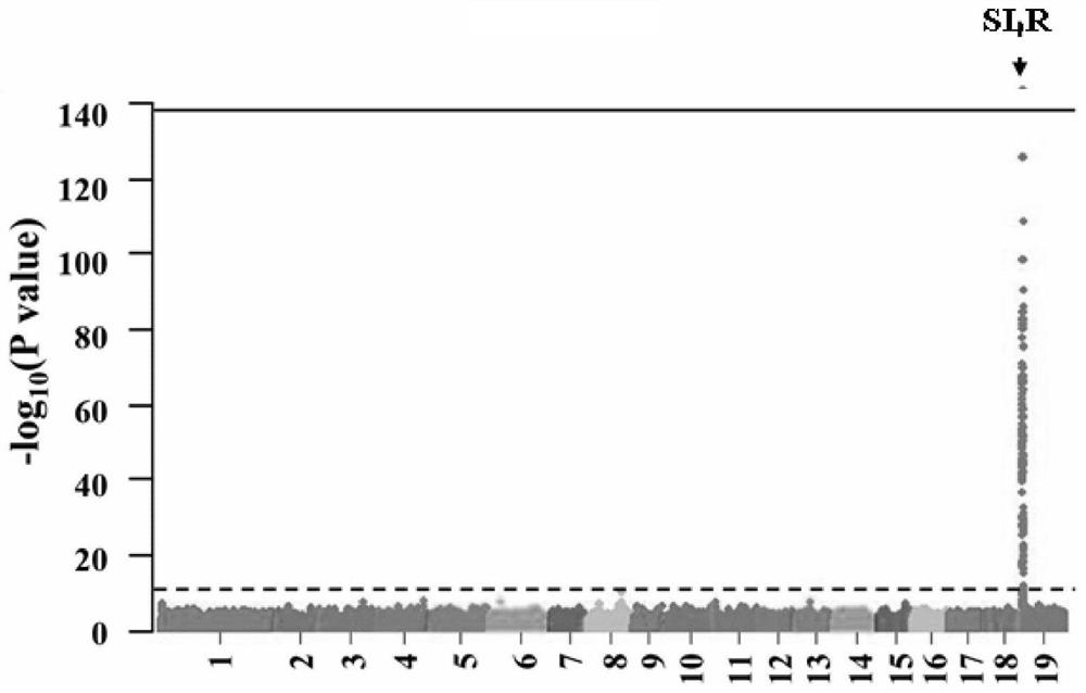 SSR Molecular Marker Primer Set and Its Application for Sex Identification of Populus niger