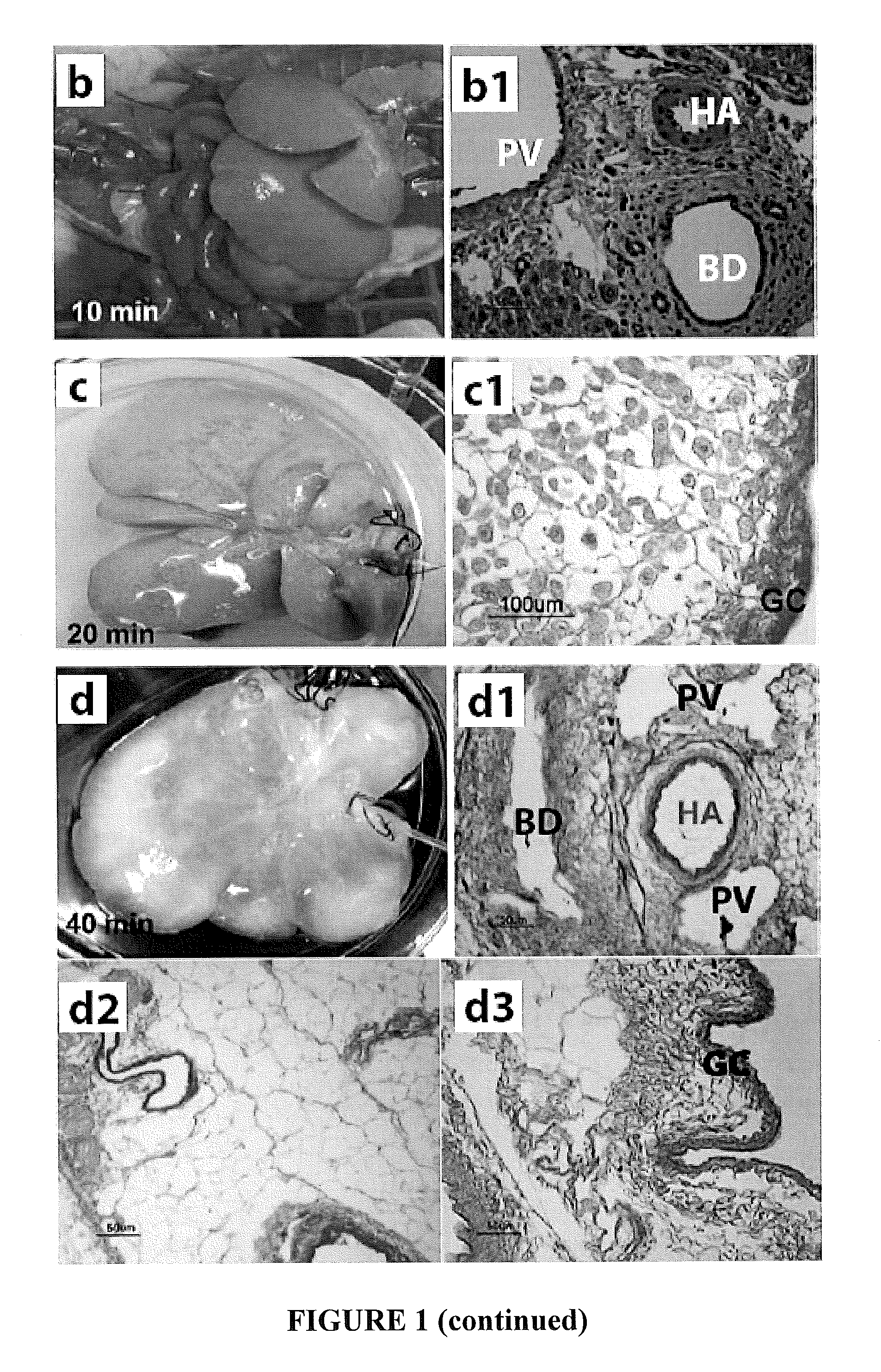 Biomatrix Scaffolds for Industrial Scale Dispersal