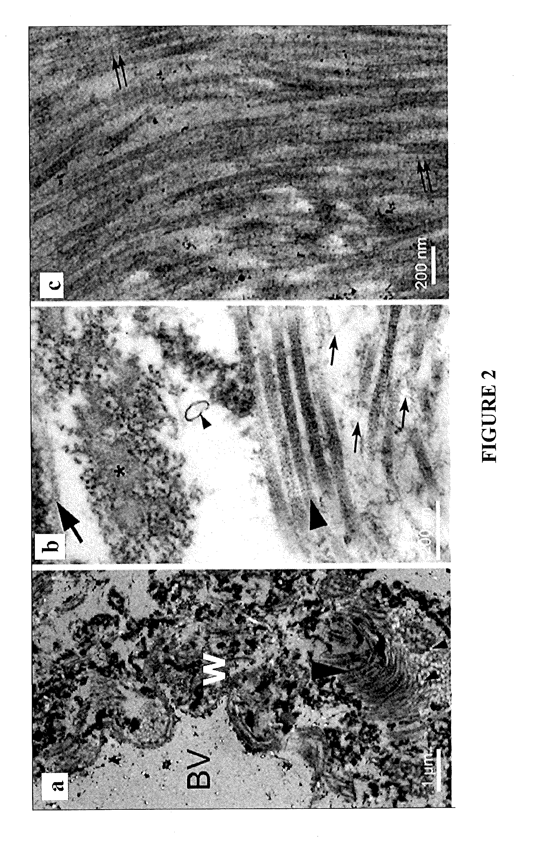 Biomatrix Scaffolds for Industrial Scale Dispersal