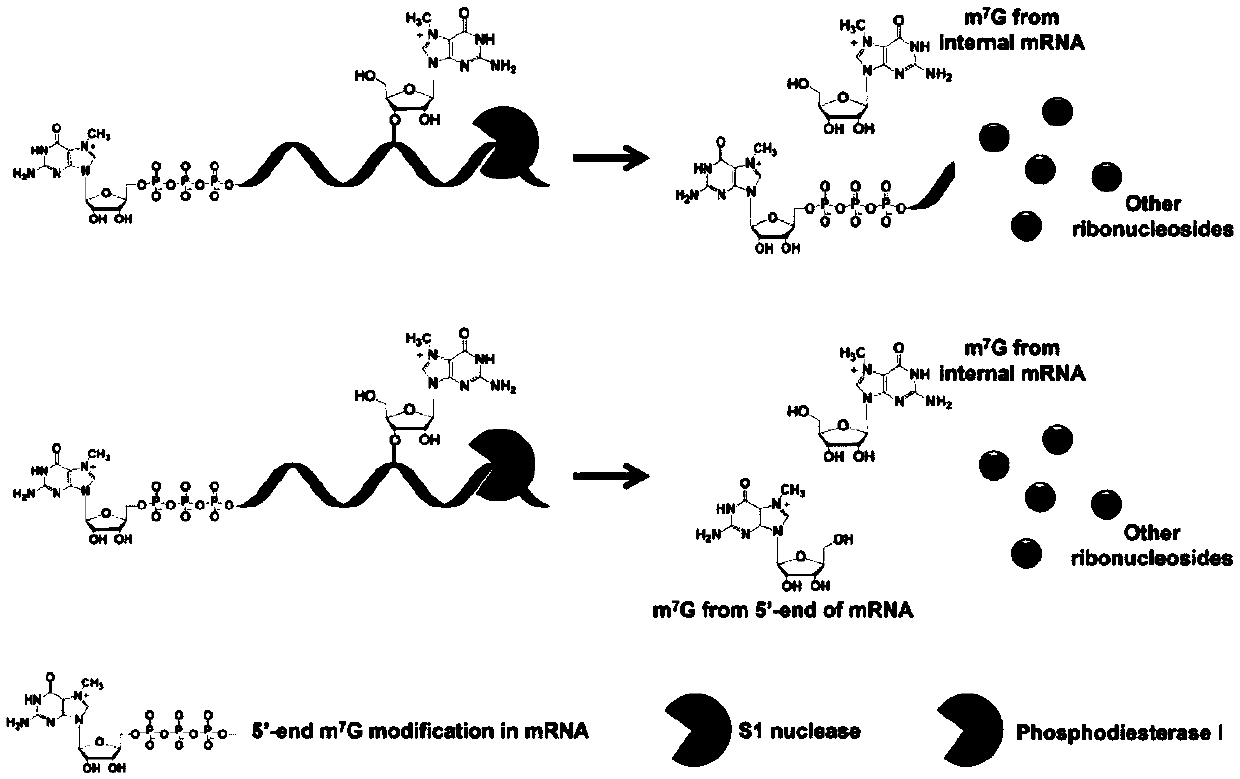 Differential nuclease digestion method and application thereof to detecting mRNA (messenger ribonucleic acid) internal modification through LC-MS (liquid chromatography-mass spectrometry)