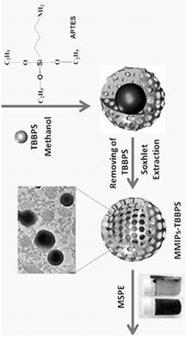 Preparation of superparamagnetic mesoporous molecularly imprinted polymer of core-shell structure and application as solid phase extractant