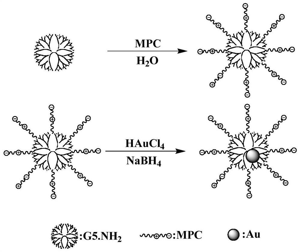 A kind of MPC-modified dendrimer-wrapped gold nanoparticles and its preparation and application