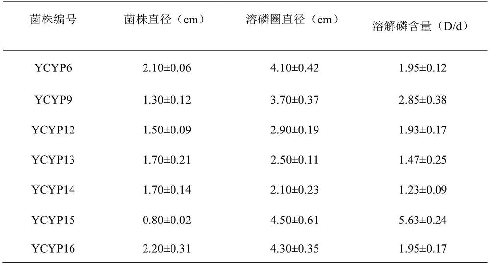 Burkholderia strain and application thereof