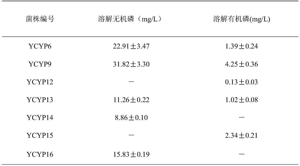 Burkholderia strain and application thereof