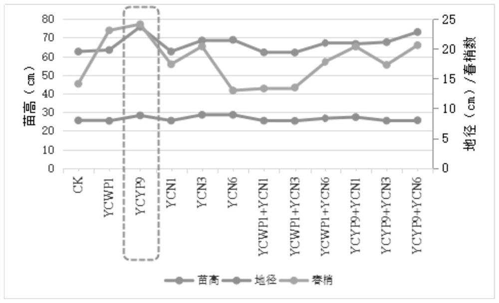 Burkholderia strain and application thereof