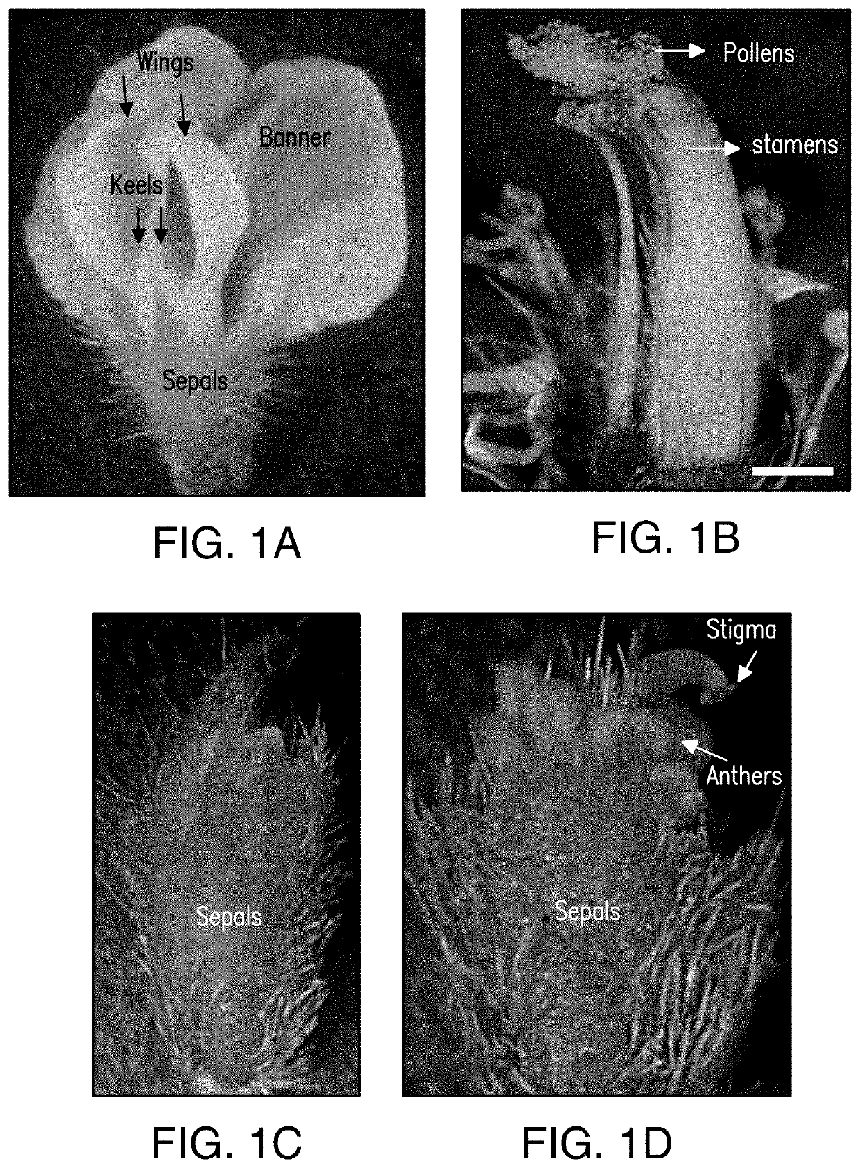 Cross pollination through liquid-mediated delivery of pollen to enclosed stigmas of flowers from recipient plants