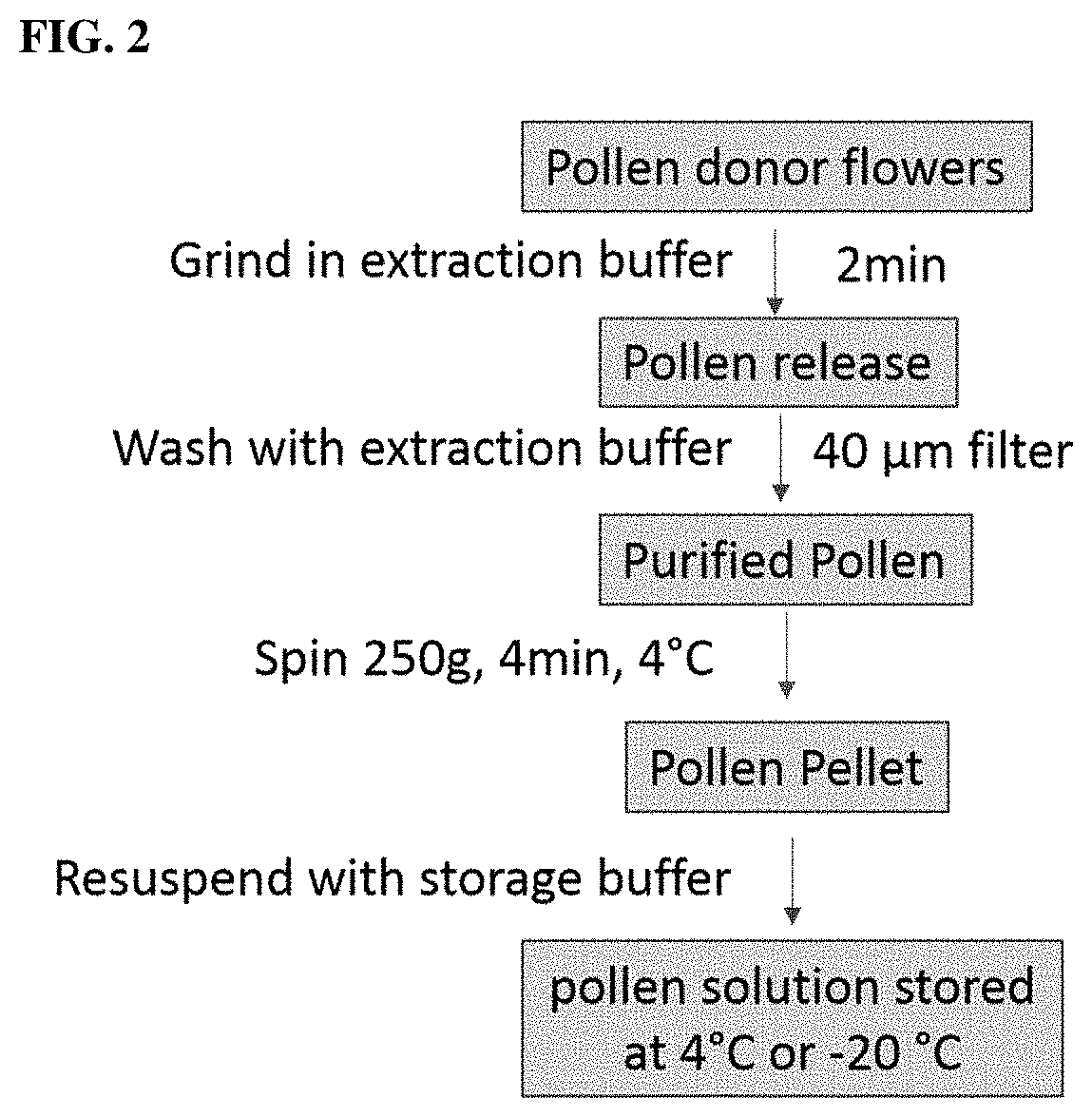 Cross pollination through liquid-mediated delivery of pollen to enclosed stigmas of flowers from recipient plants