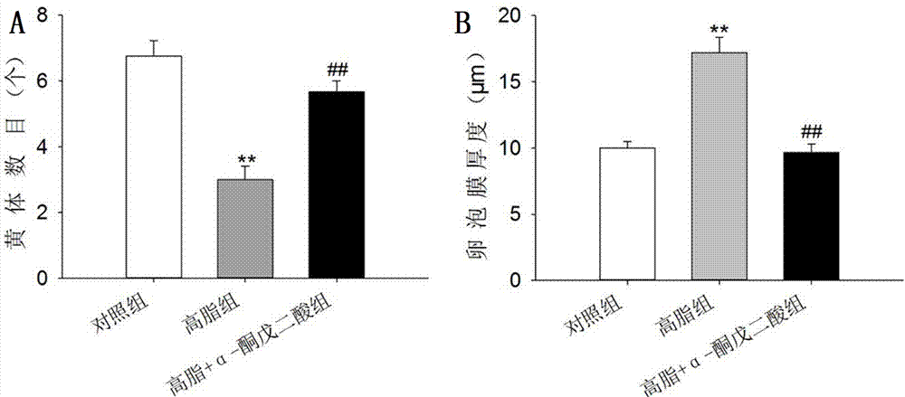 Application of alpha-ketoglutaric acid to improvement of animal reproduction function deficit caused by high fat diet