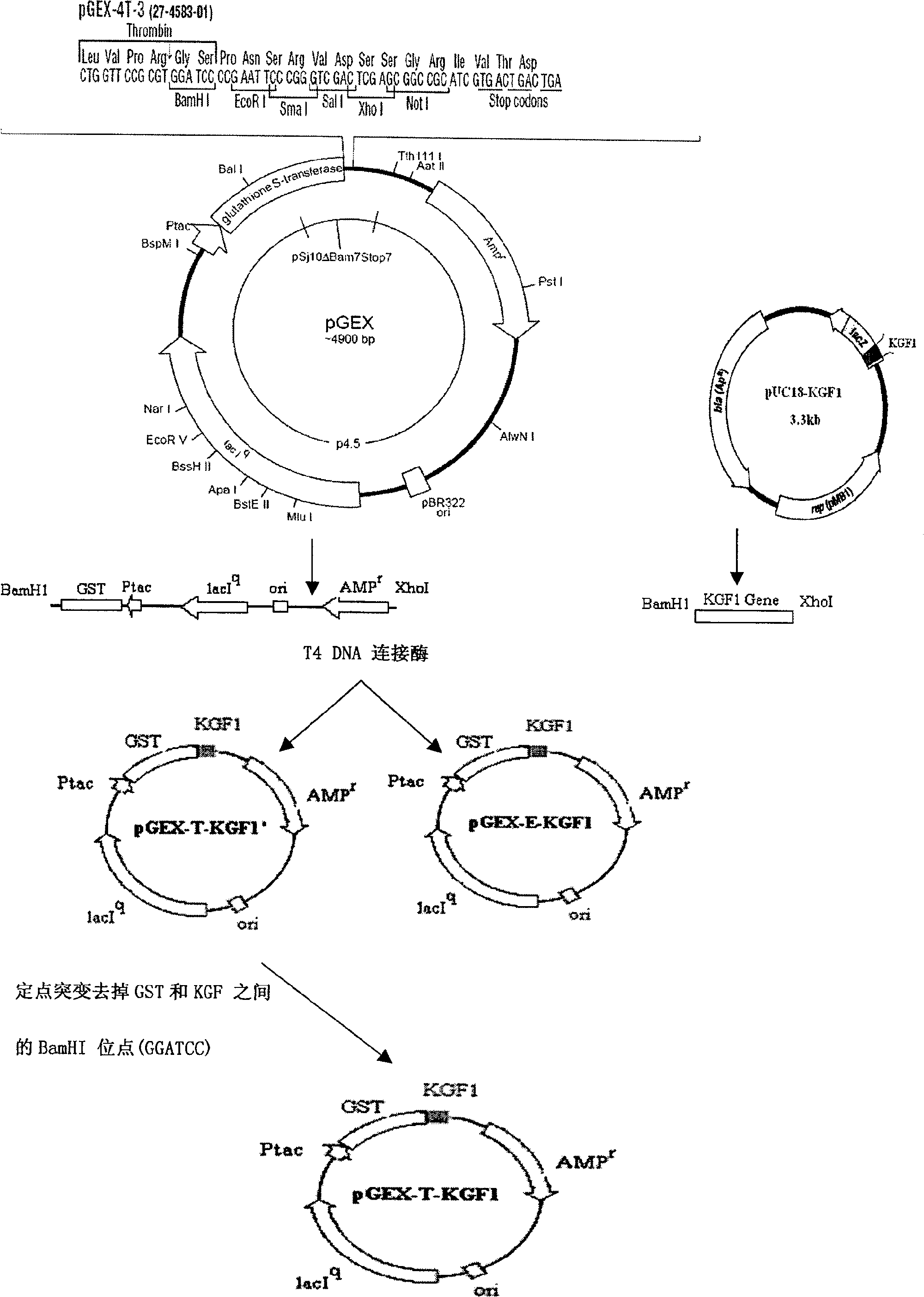 Recombinant human keratinized cell growth factor production method