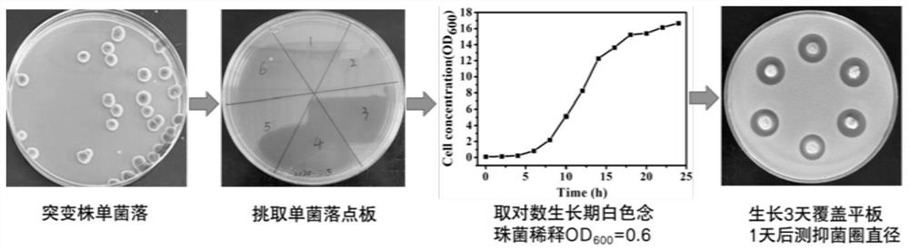 Micafungin precursor FR901379 high-producing strain and application thereof