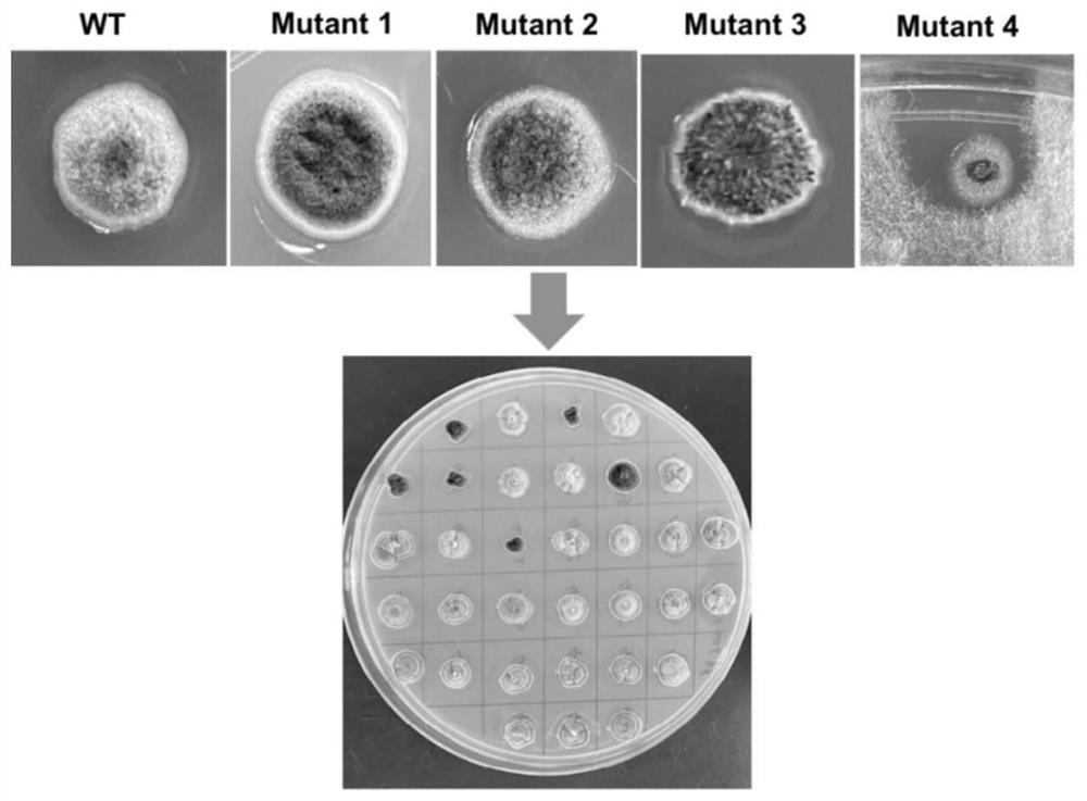 Micafungin precursor FR901379 high-producing strain and application thereof